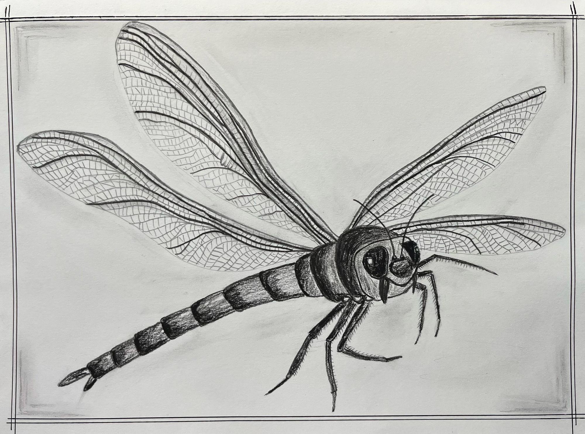 Drawing of a prehistoric insect.