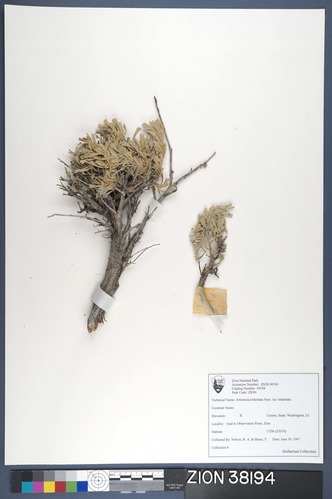 Herbarium Specimen Sheet 38194