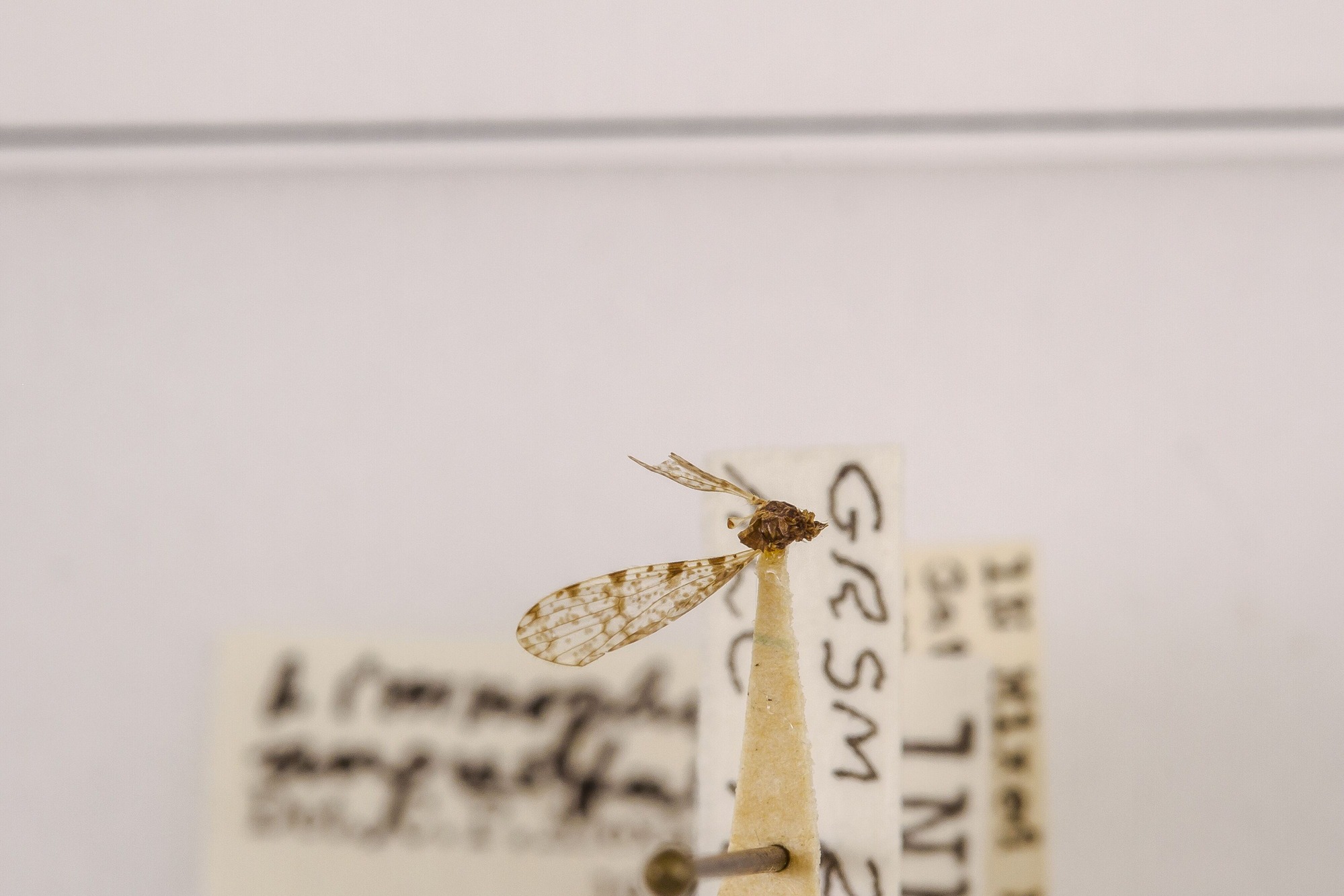 Image of Limnophila angustula, a species of Animalia