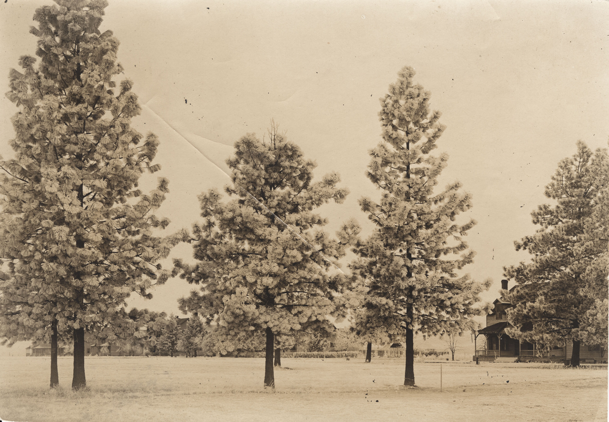 Black and white photograph of trees in a clearing with buildings in the background
