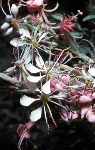 Badlands Flowers: Red, Pink, Blue