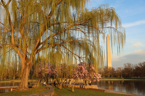 A large willow tree frames the Washington Monument. 