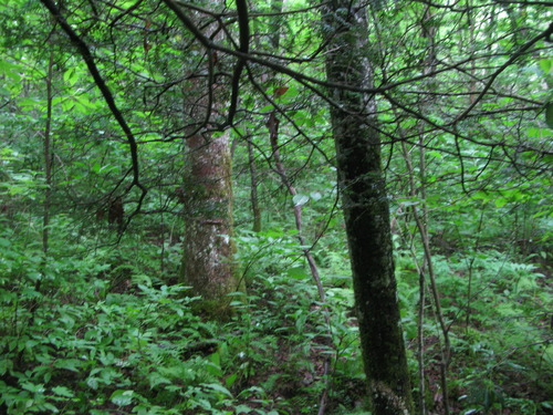 GRSM Accuracy Assessment. Plot Code: GRSM_AA_0353_4