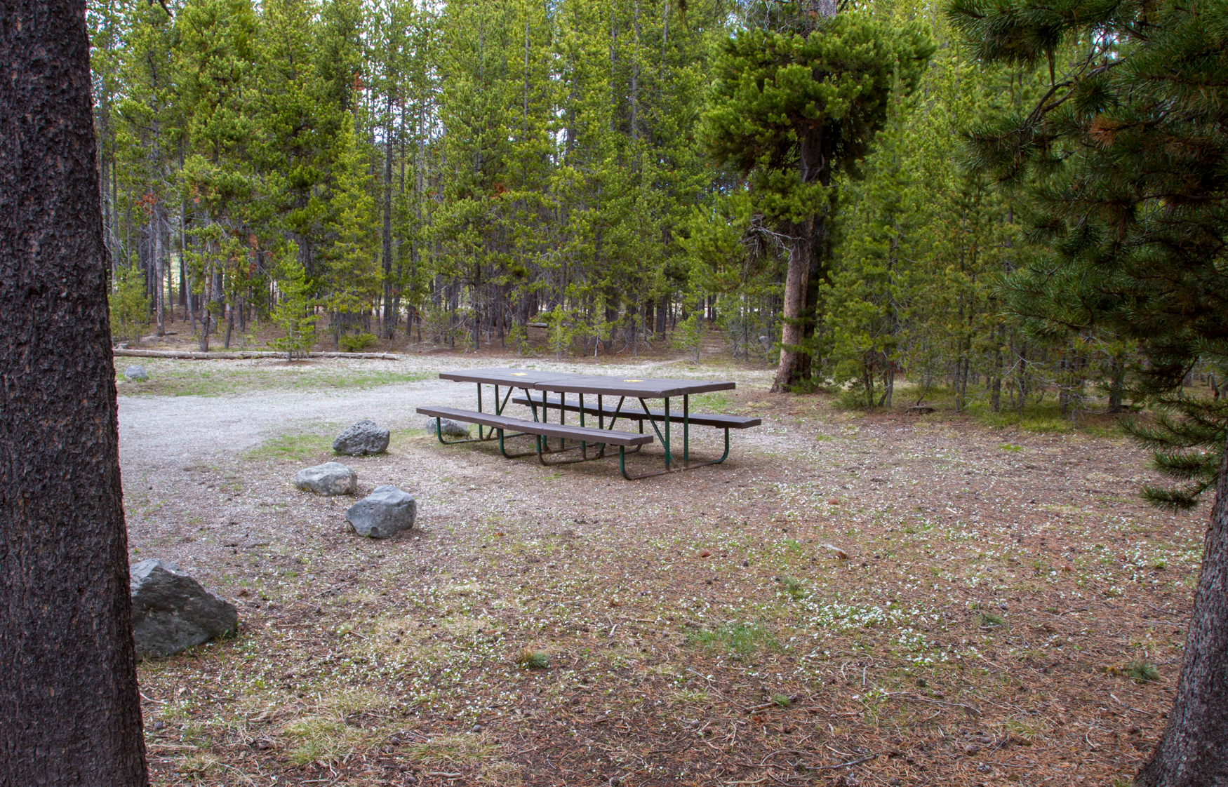 Two empty picnic tables joined together on a flat area with tree in background