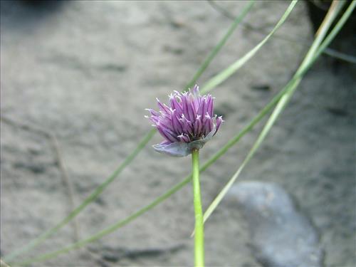 21 Yukon-Charley Rivers National Preserve Peregrine Falcon Survey July 2006