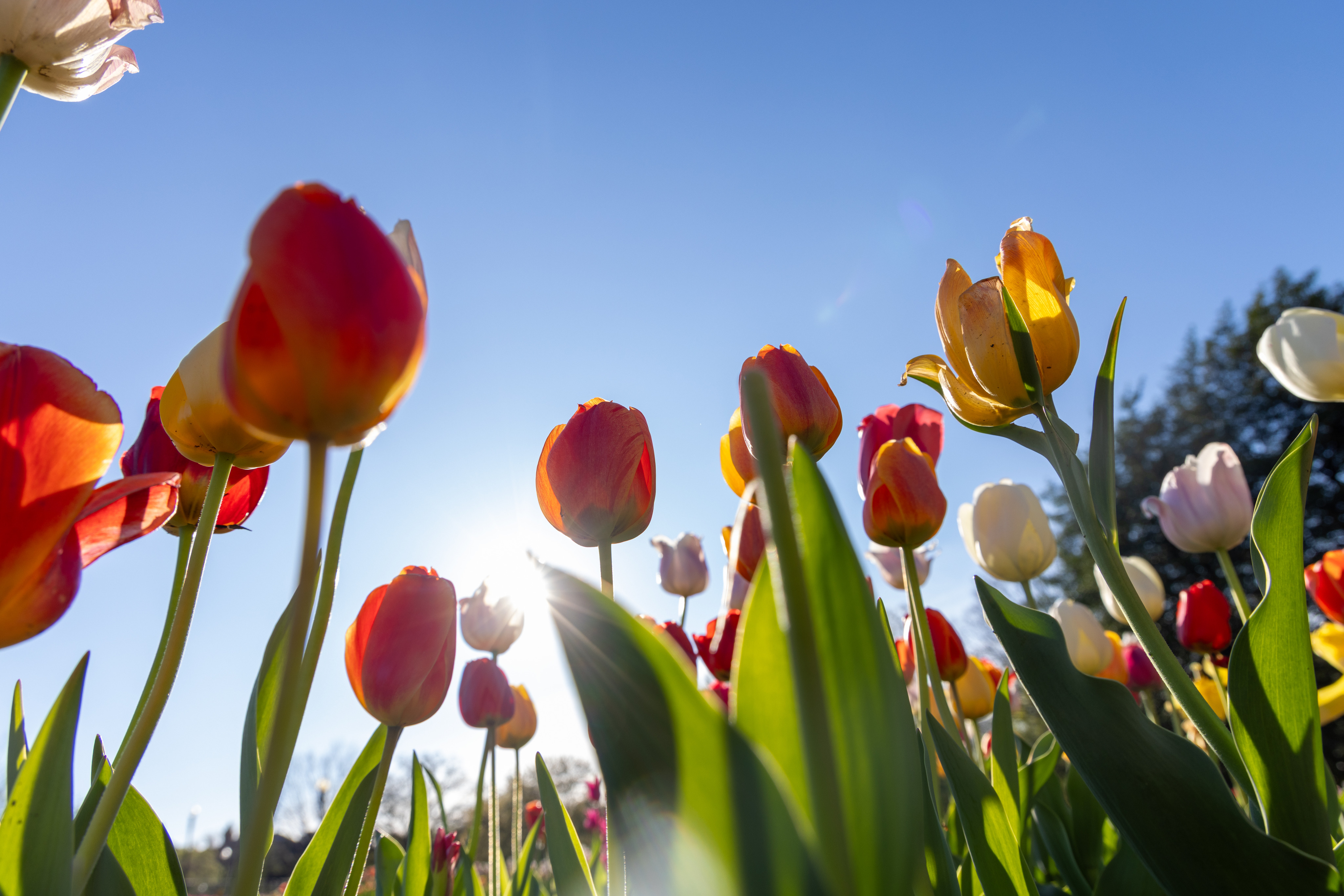 Spring Flowers at the Floral Library