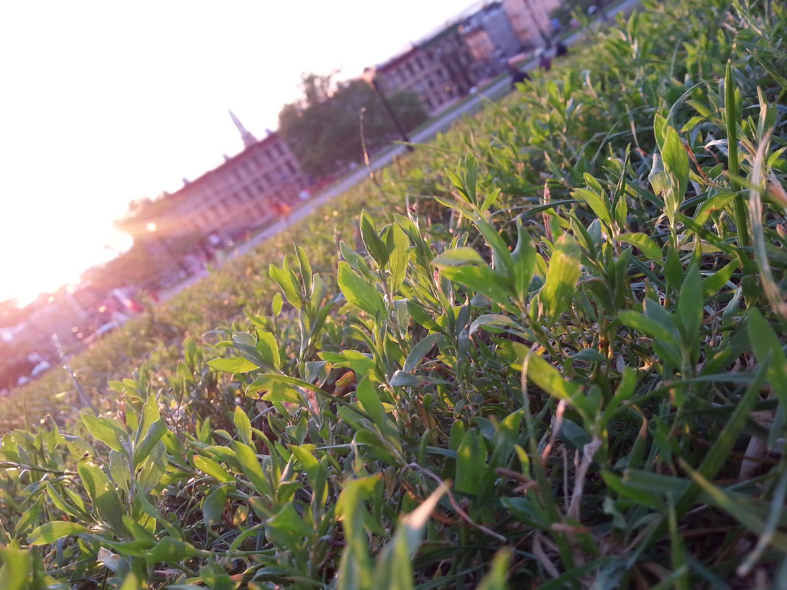 sunset with close up of grassy lawn