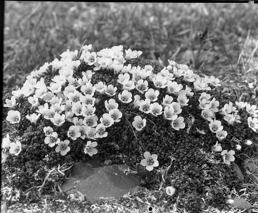 McKinley National Park