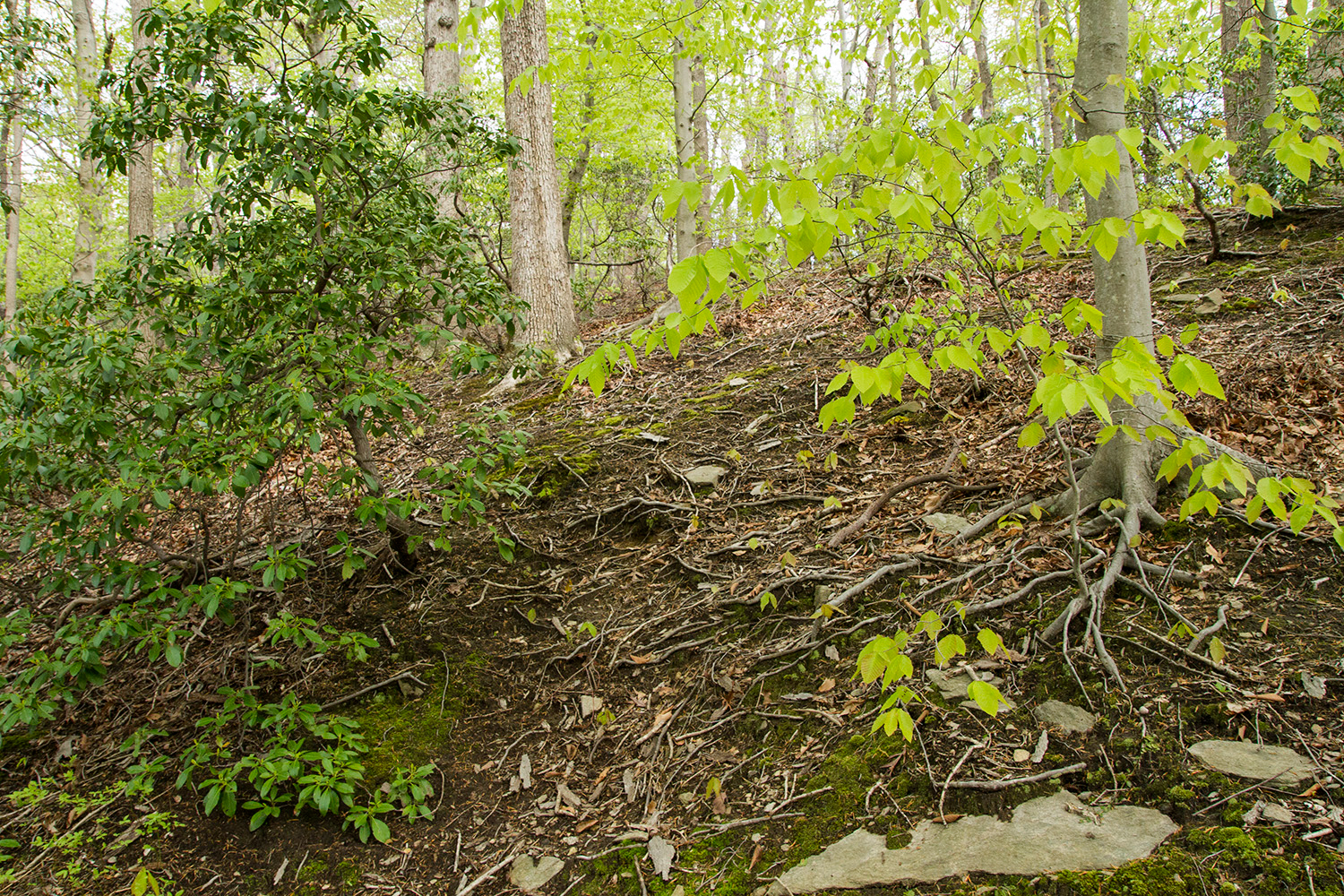 Oak - Beech / Heath Forest
