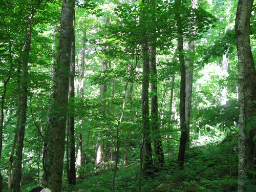 GRSM Accuracy Assessment. Plot Code: GRSM_AA_0531