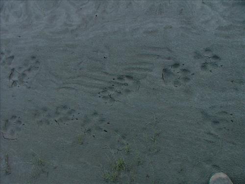 22 Yukon-Charley Rivers National Preserve Peregrine Falcon Survey July 2006
