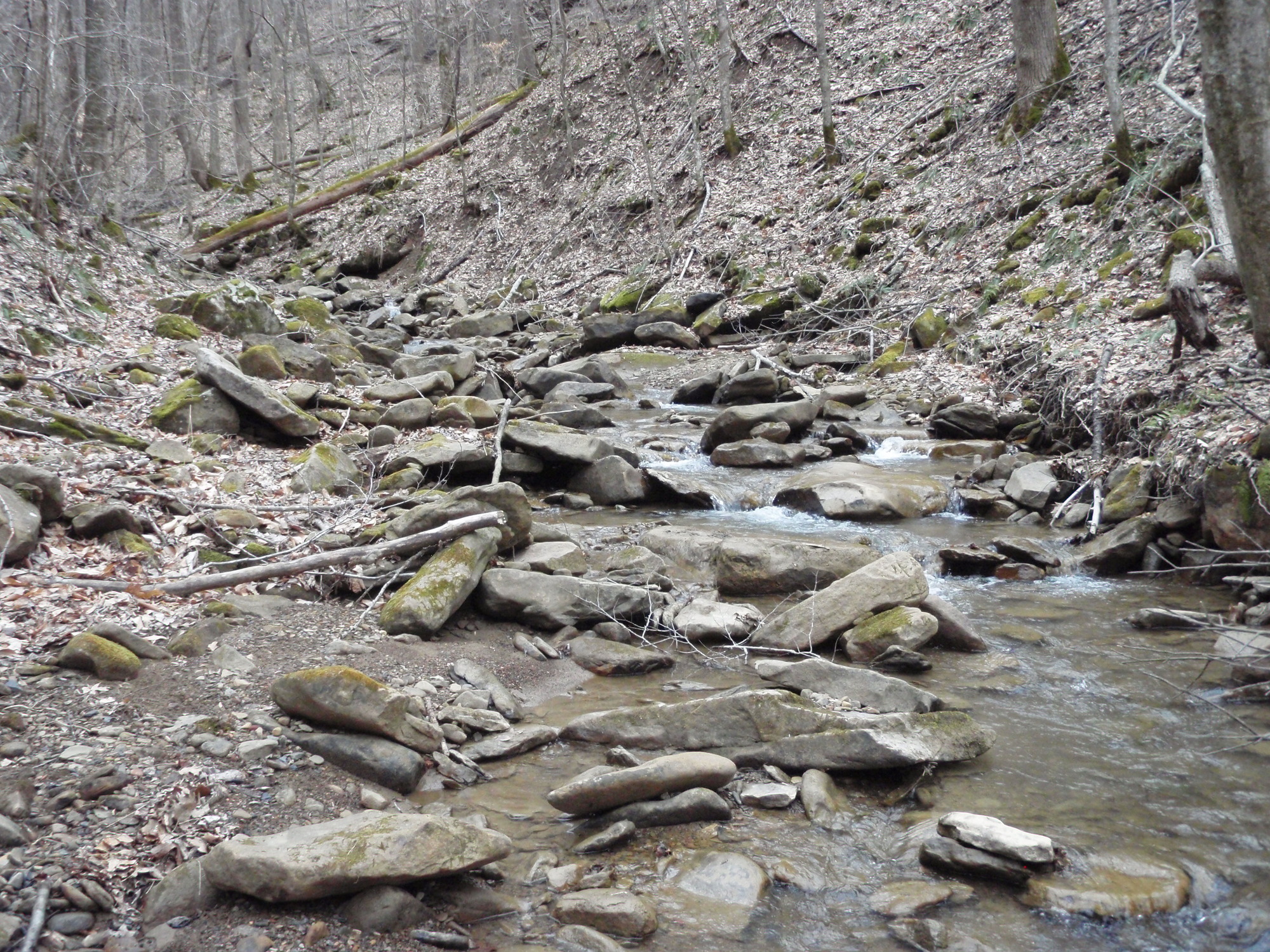 Site visit photo showing the upstream (UP) or downstream (DN) view of a wadeable stream reach taken during benthic macroinvertebrate monitoring at New River Gorge National Park and Preserve.