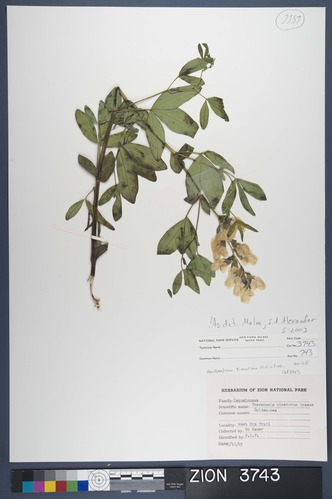 Herbarium Specimen Sheet 3743