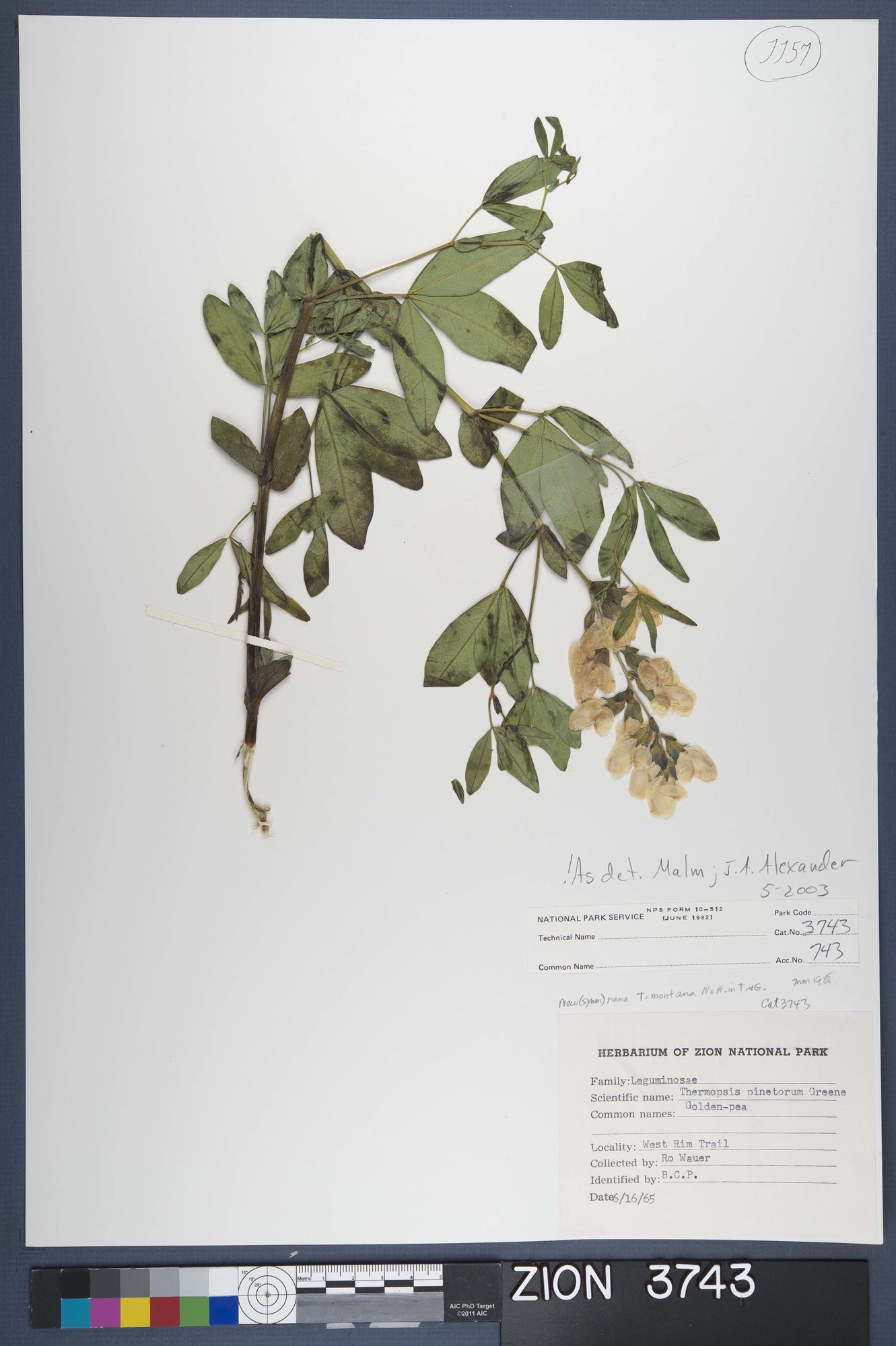 Herbarium Specimen Sheet 3743