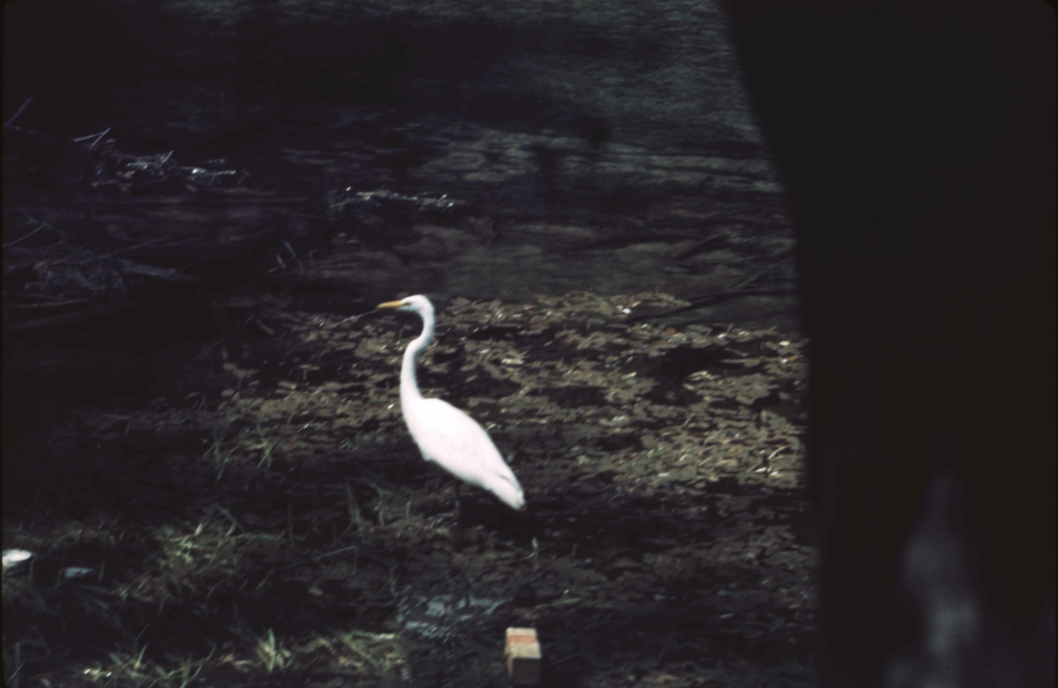 Snowy Egret. RA Ralph H. Anderson. 8/43 1943 August. Original. E-03-79-003