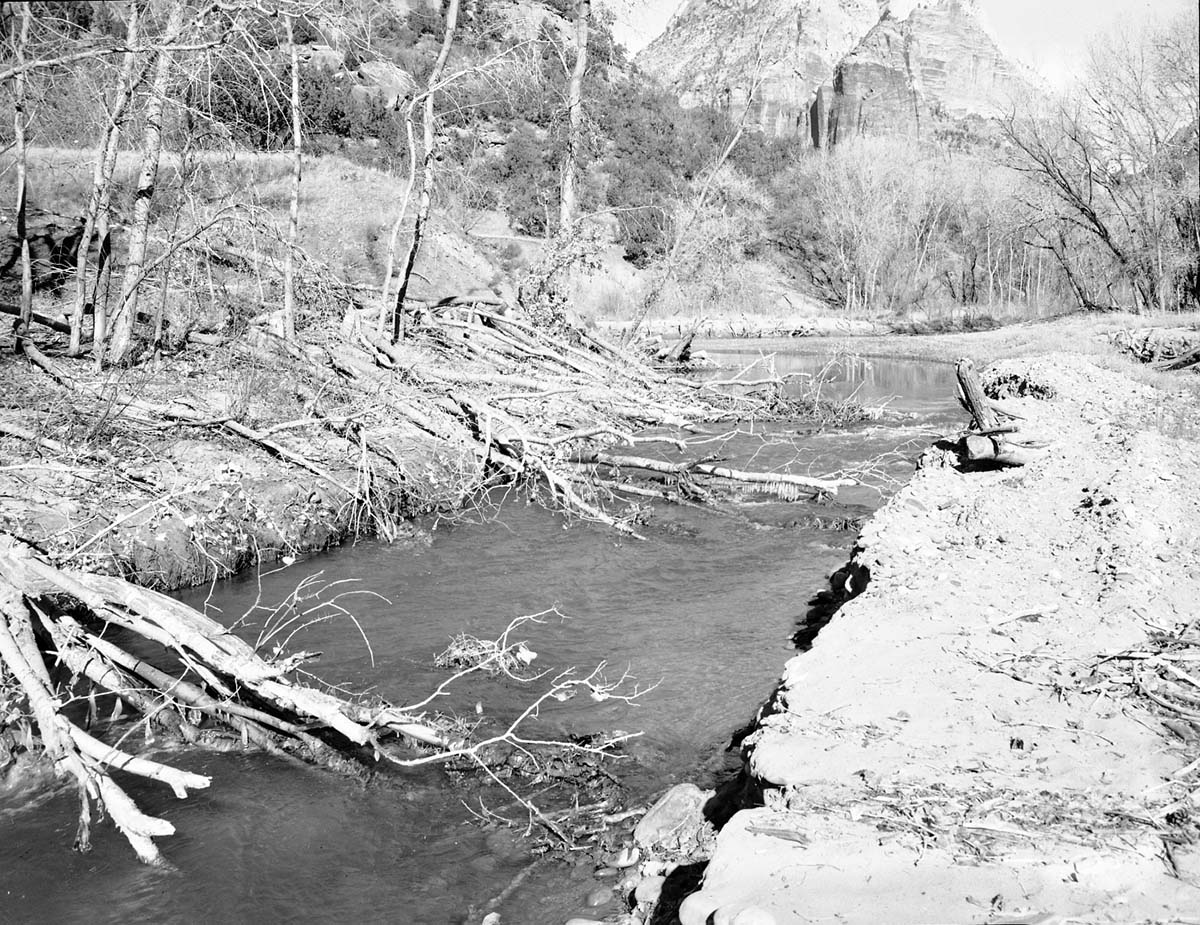 Cottonwood trees cut down by beaver near mouth of Birch Creek.
