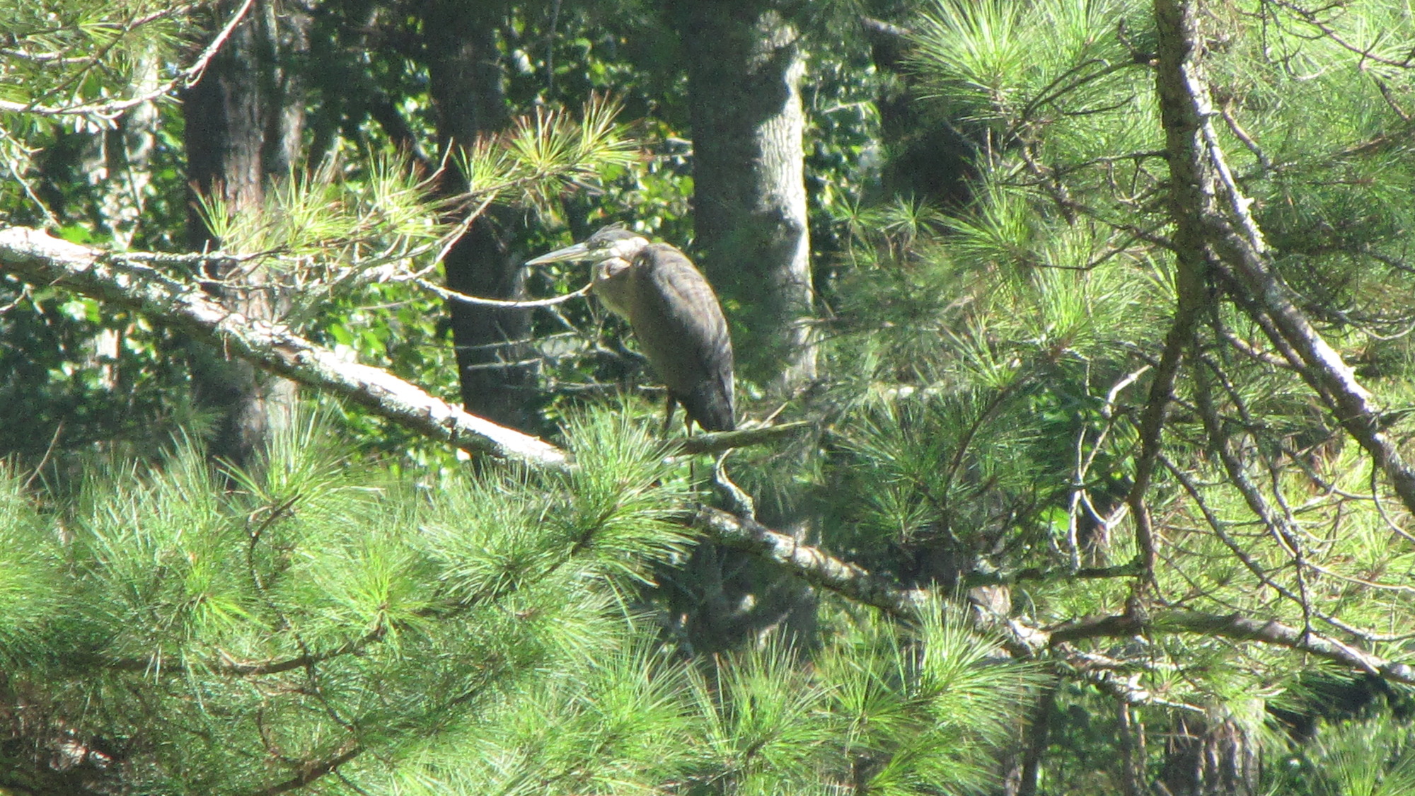Great blue heron standing on a branch