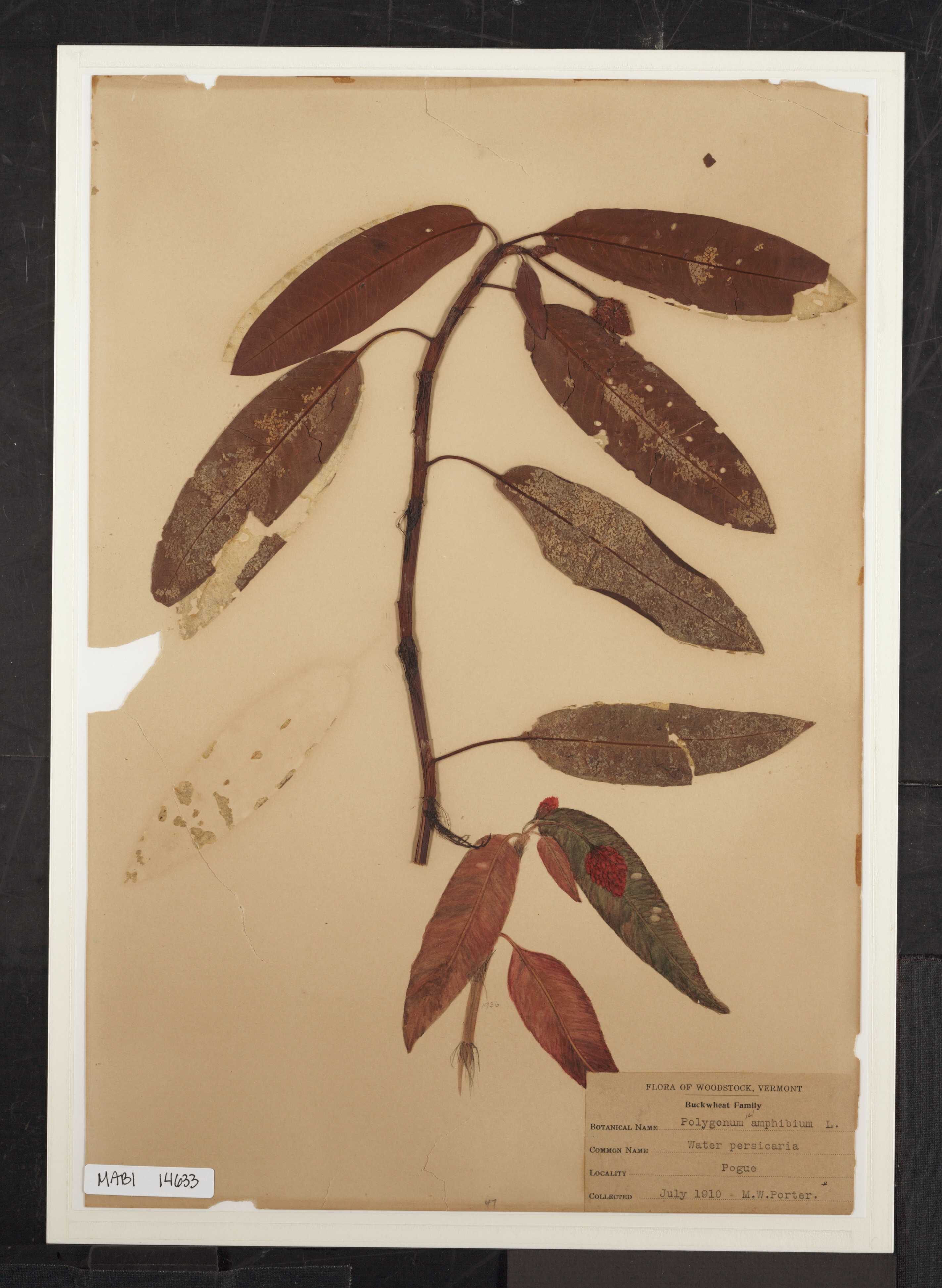 Preserved biological specimen on paper.