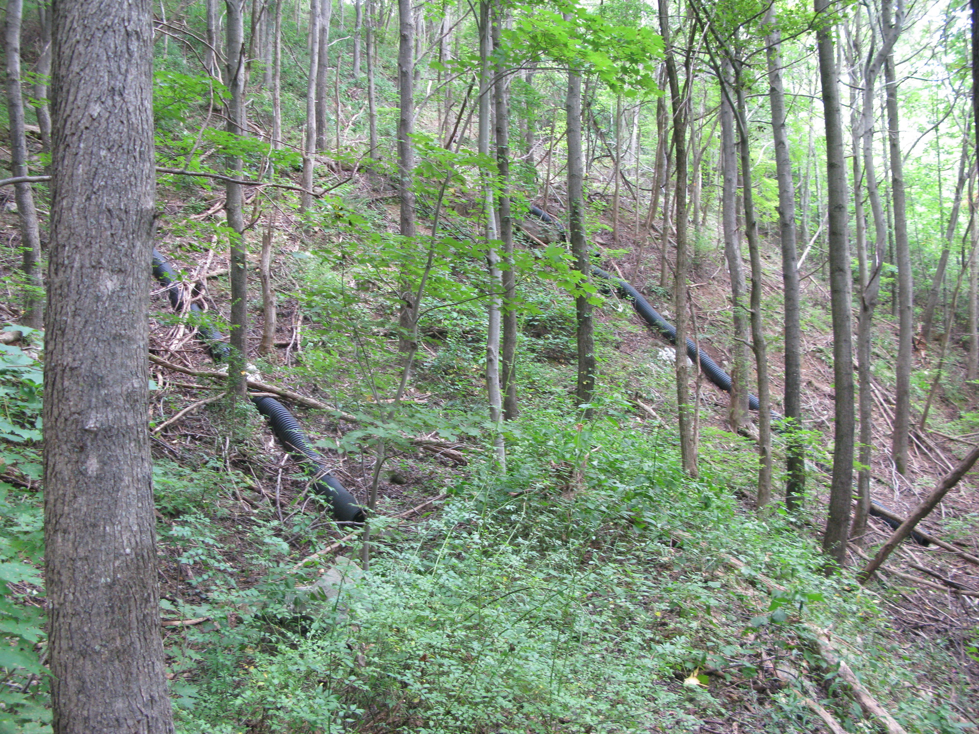 GRSM Accuracy Assessment. Plot Code: GRSM_AA_0707_3