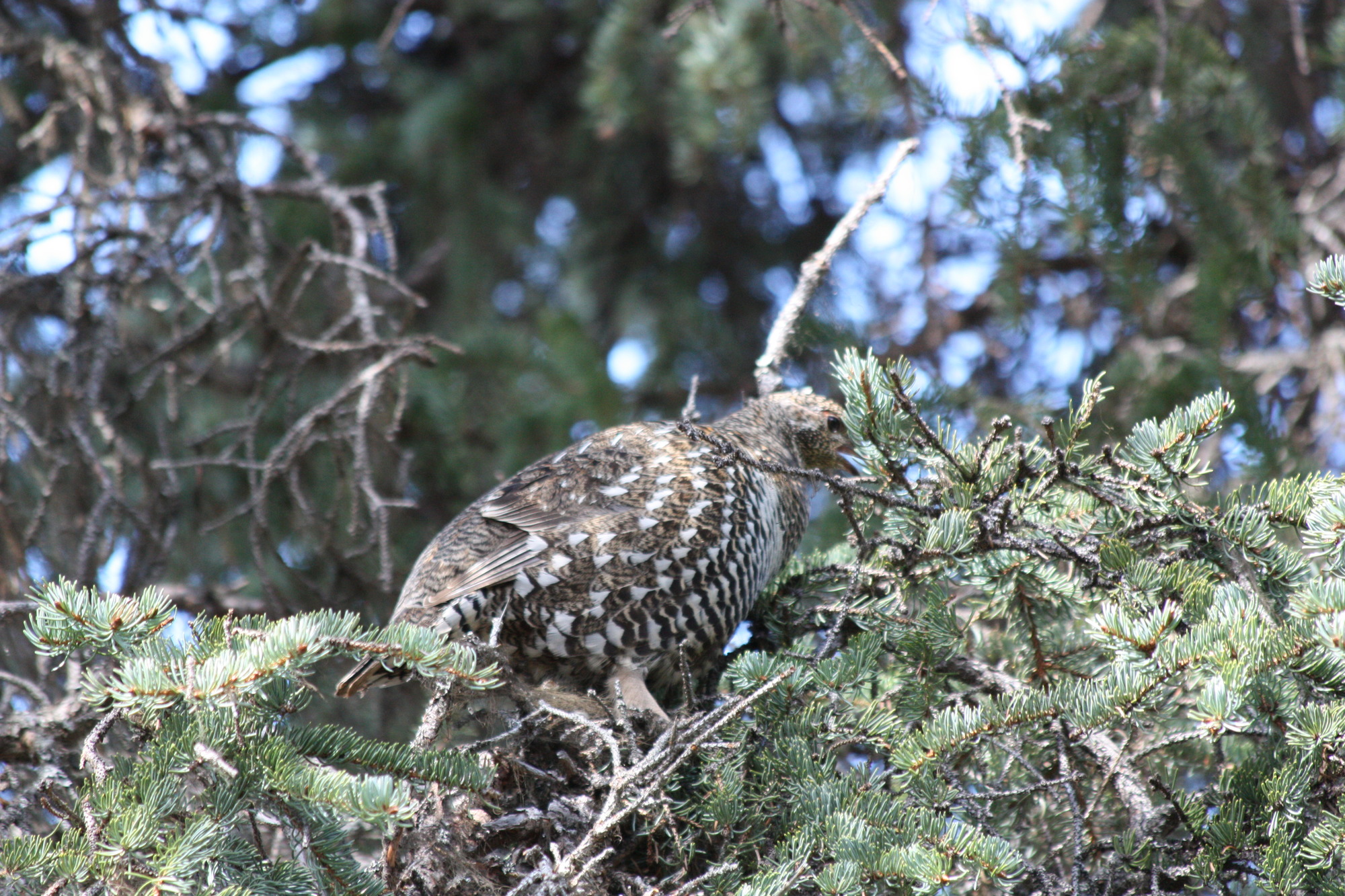 A spruce grouse in a spruce tree
