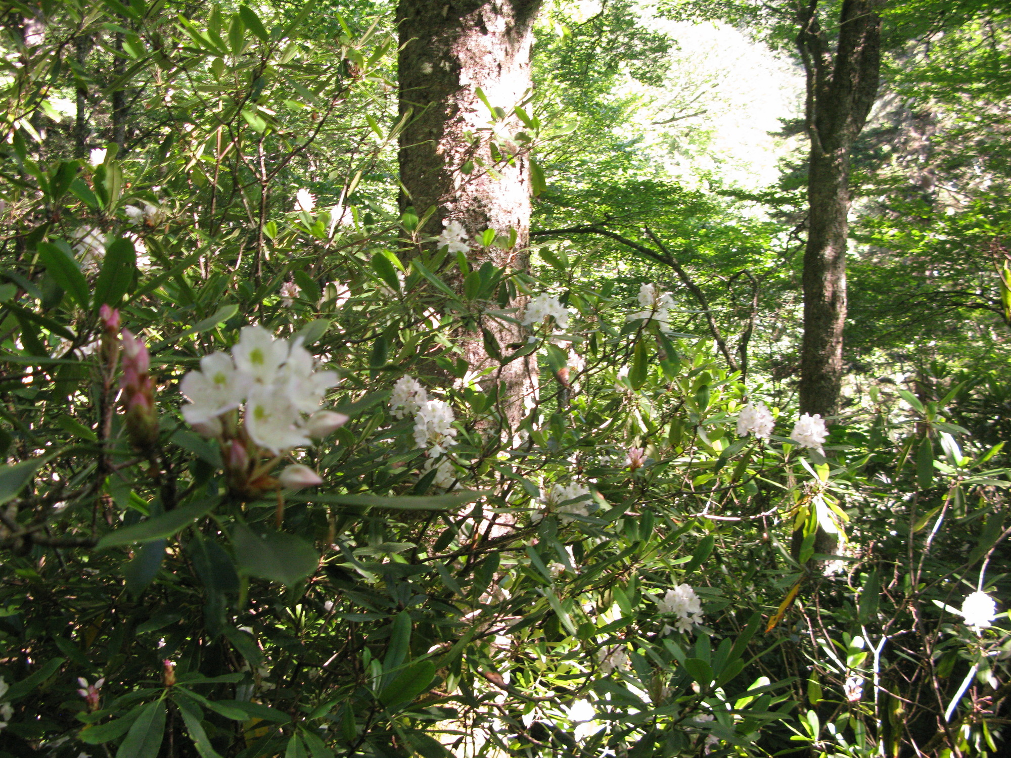 GRSM Accuracy Assessment. Plot Code: GRSM_AA_0003_2