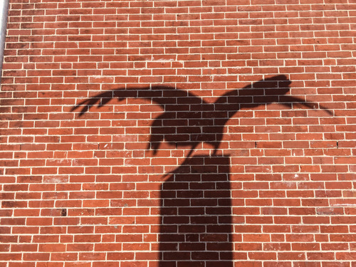 Shadow of a raven statue on a brick wall