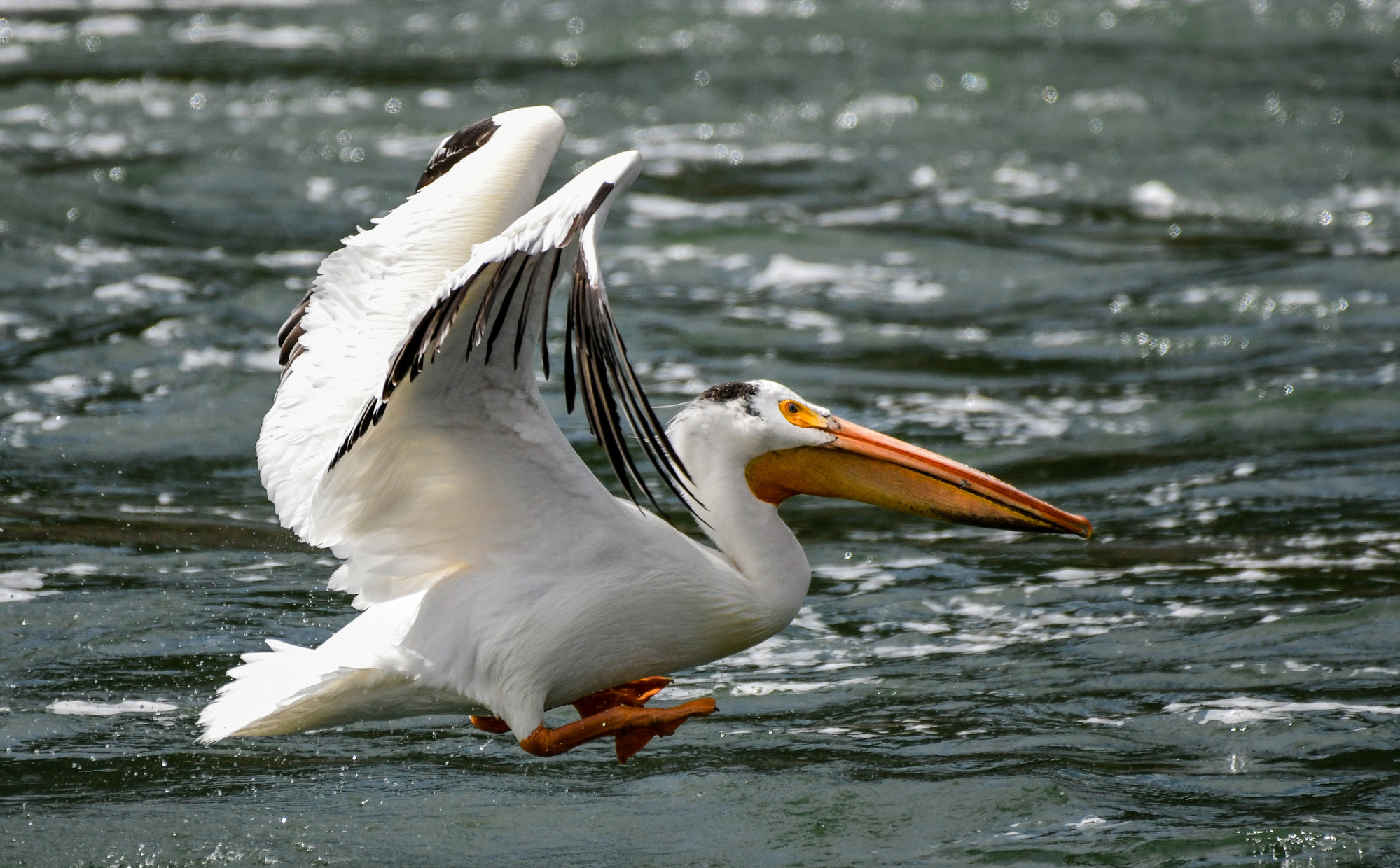 Great white pelican flying over water