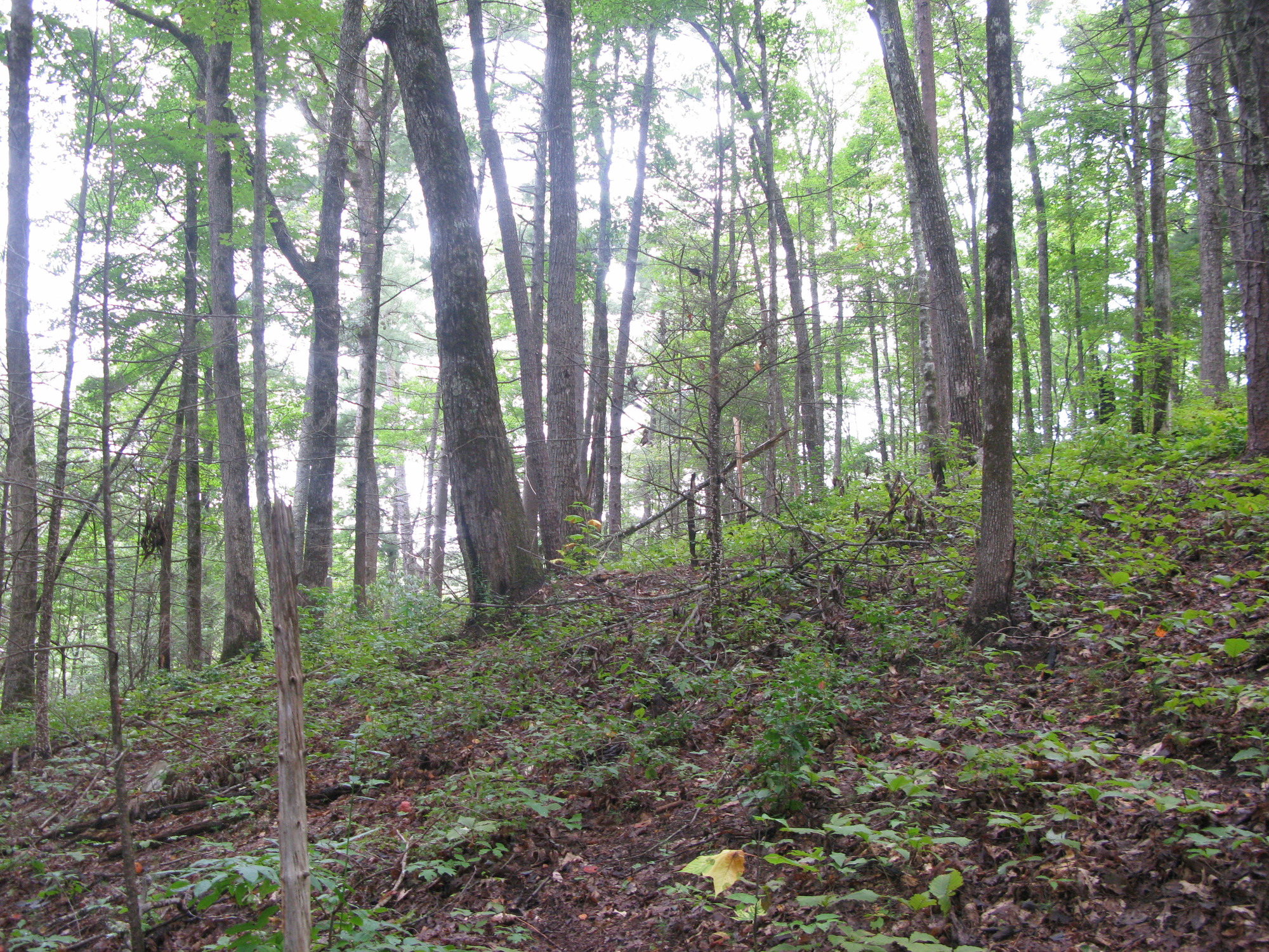 GRSM Accuracy Assessment. Plot Code: GRSM_AA_0607_6