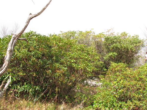 GRSM Accuracy Assessment. Plot Code: GRSM_AA_0005_2