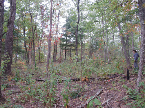 GRSM Accuracy Assessment. Plot Code: GRSM_AA_0898_5