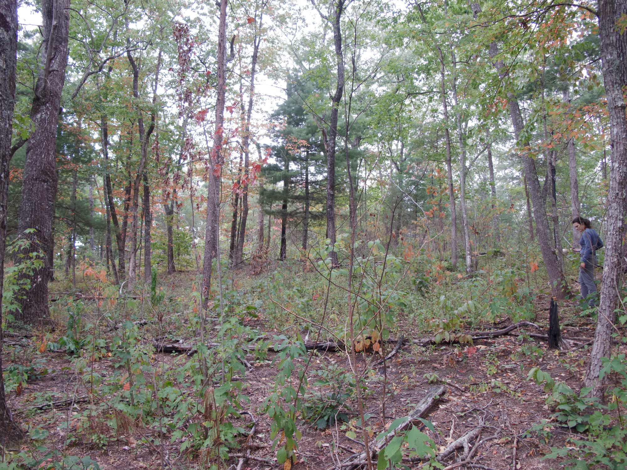 GRSM Accuracy Assessment. Plot Code: GRSM_AA_0898_5