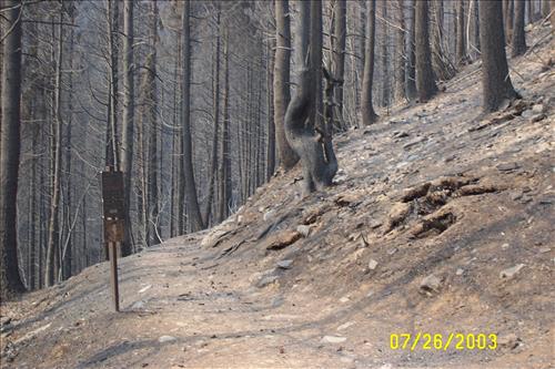 Wildland Fire Damage, Summer 2003, Glacier National Park