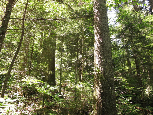 Plot Code: GRSM_AA_0498_6