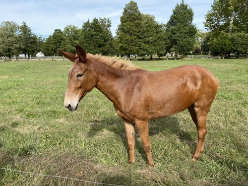 Maple the Mule