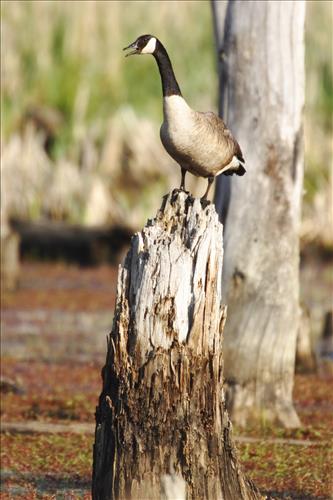 Canada goose in Cuyahoga Valley National Park
