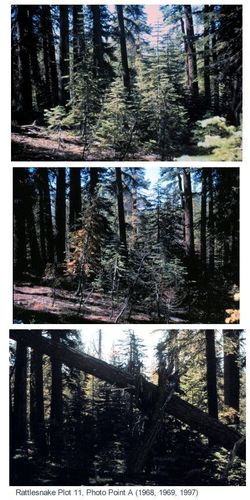 Fire plots revisited after 30 years in Kings Canyon backcountry, Sequoia and Kings Canyon National Parks, 1968-1997