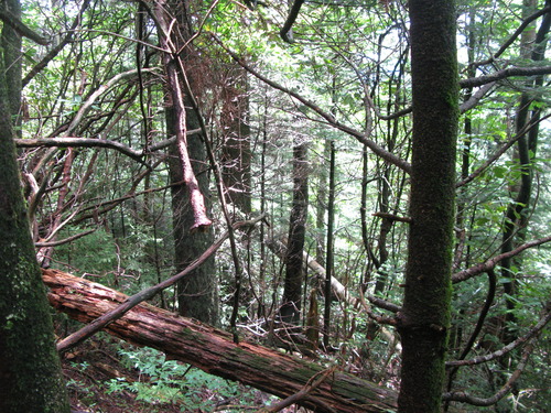 GRSM Accuracy Assessment. Plot Code: GRSM_AA_0035_4