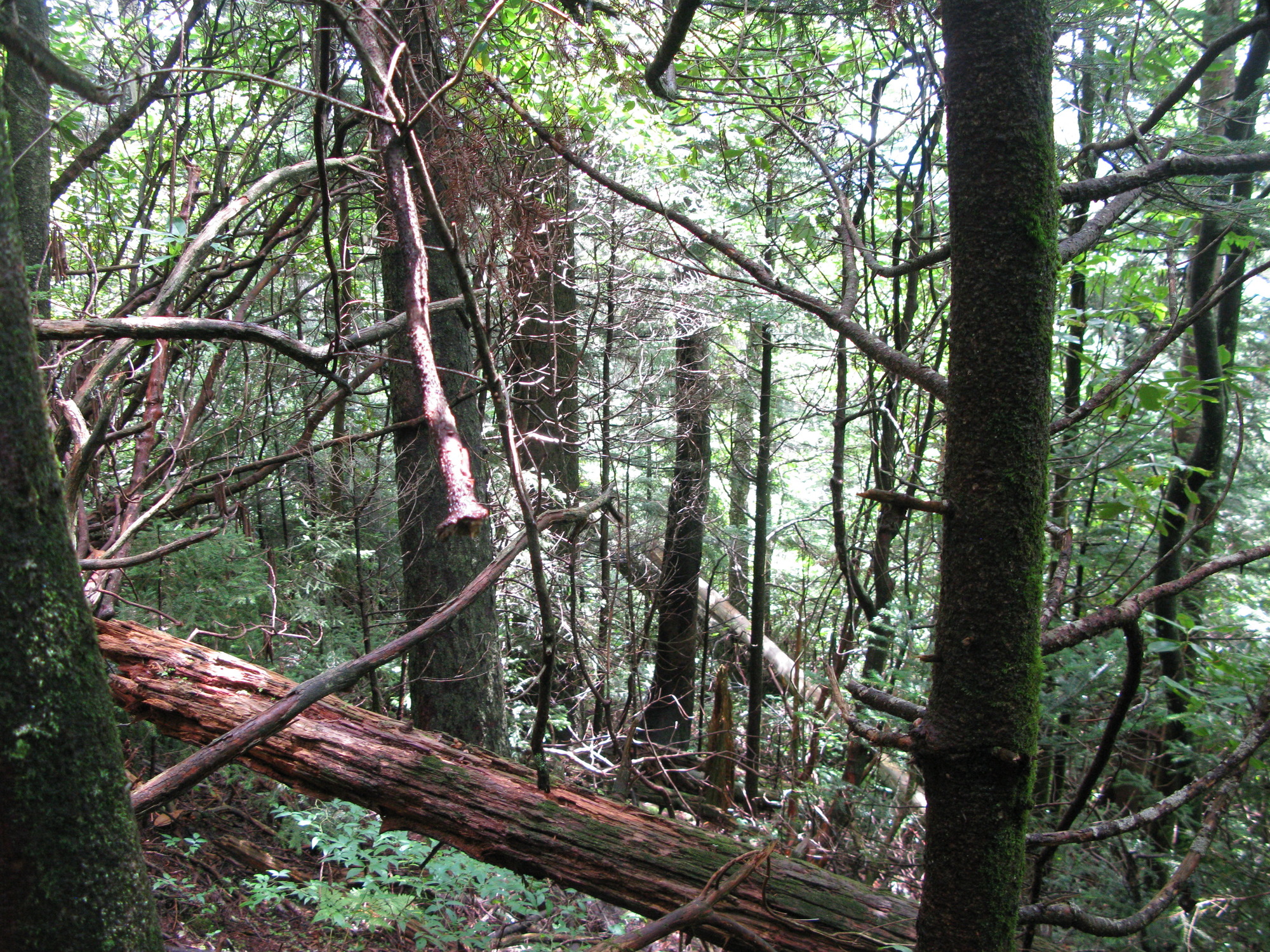 GRSM Accuracy Assessment. Plot Code: GRSM_AA_0035_4