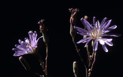 Badlands Flowers: Red, Pink, Blue