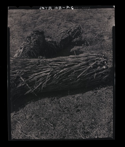 Black and white image of a side-blotched lizard baking on a Joshua tree limb