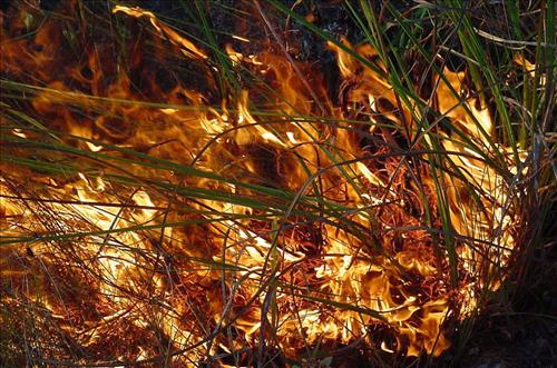 Prescribed burning at Everglades National Park, April 2002
