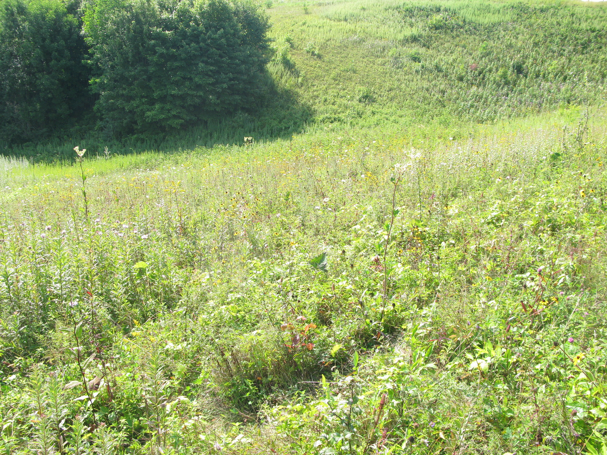 GRSM Accuracy Assessment. Plot Code: GRSM_AA_0092_6