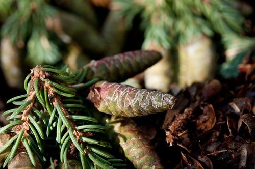 closeup of a green conifer with three cones attached to a branch