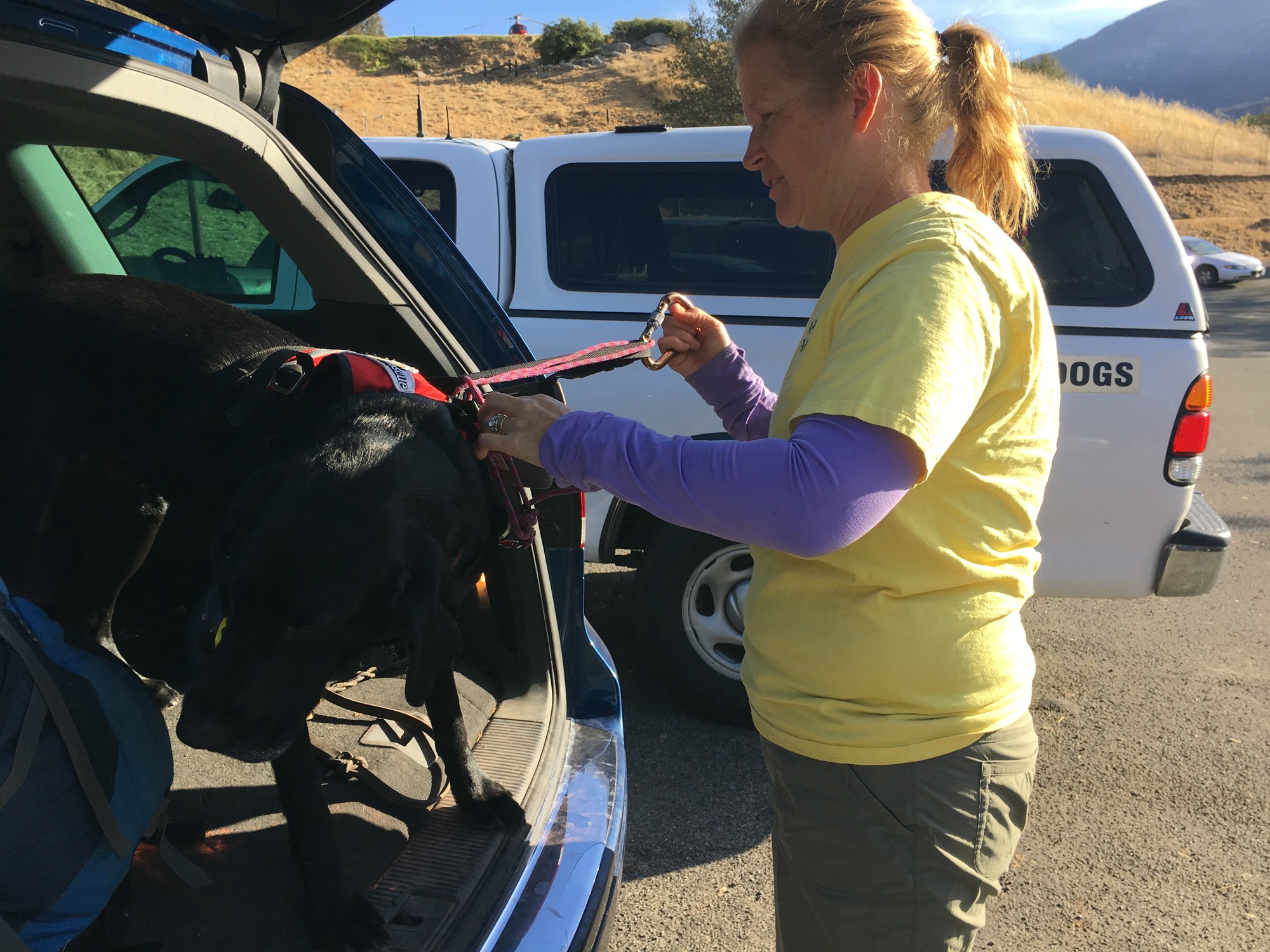 A search dog prepares to jump out of a vehicle with its handler. 