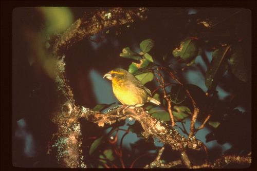 Supporting Images for PMIS#16750 - Mitigate feral animal ingress to protect recovering Haleakala Rainforest