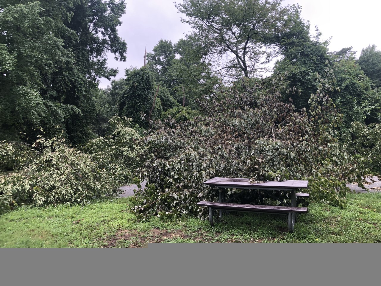 trees down across a picnic site and a picnic table