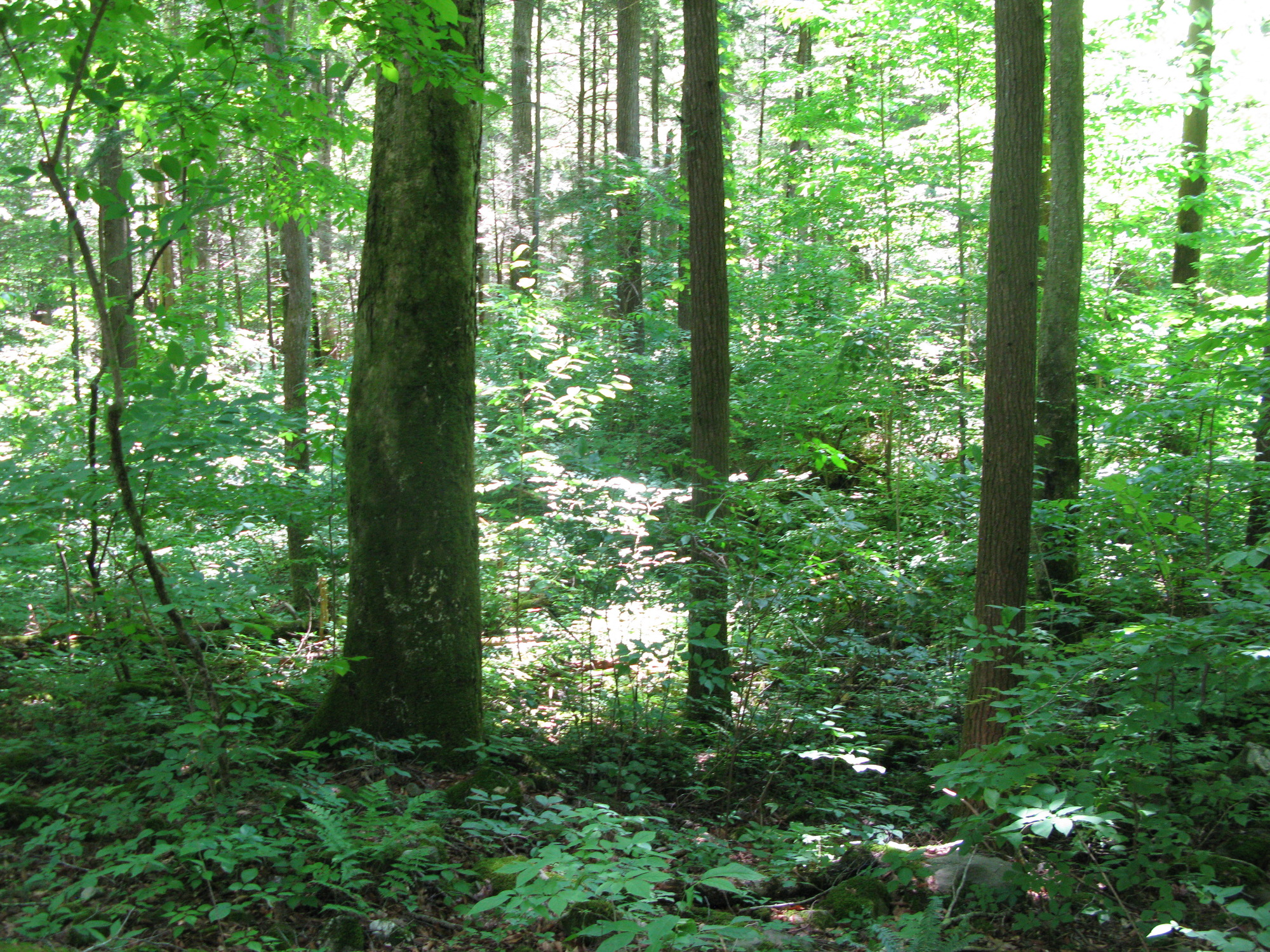 GRSM Accuracy Assessment. Plot Code: GRSM_AA_0882_6