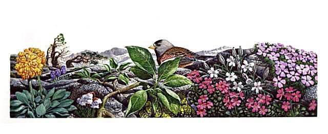 Alpine ecosystem illustrating the response certain species have to extreme alpine growing conditions