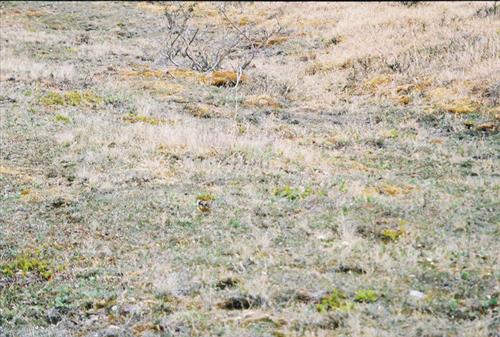 7 Gates of the Arctic National Park and Preserve Itkillik Birds Survey June 2006