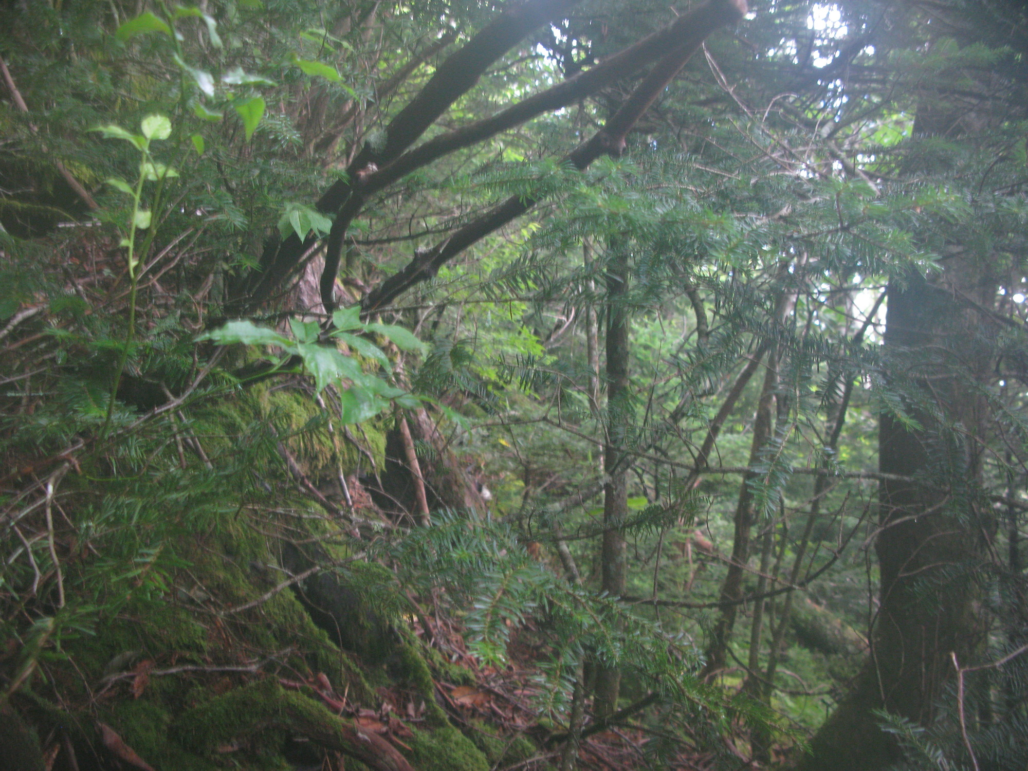 Plot Code: GRSM_AA_0569_2